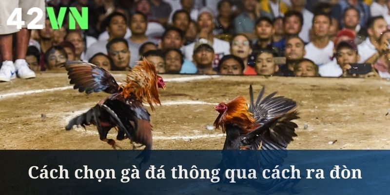 Cách chọn gà đá còn nằm ở kỹ thuật khi ra đòn