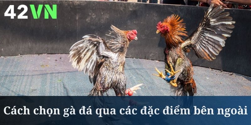 Cách chọn gà đá chuẩn là quan sát các bộ phận riêng