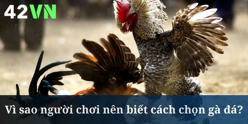 Cách chọn gà đá đem đến khá nhiều lợi ích thiết thực