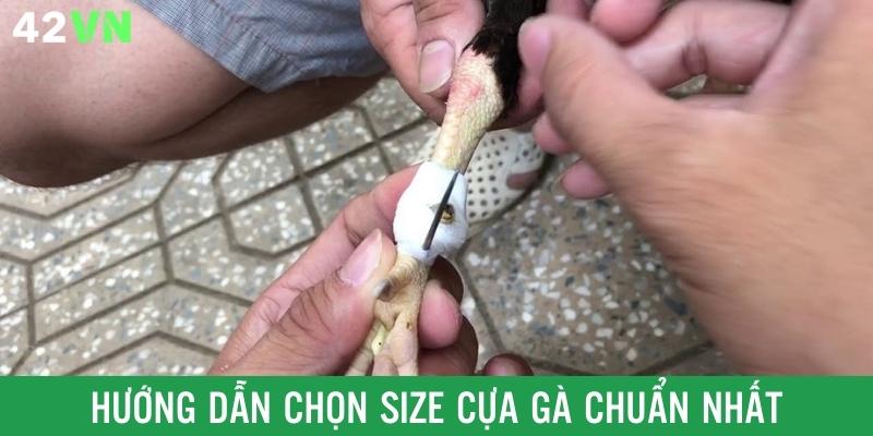 Chọn size là phần rất quan trọng trong cách lên cựa gà