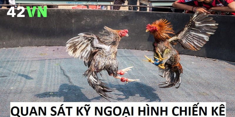 Kinh nghiệm cá cược đá gà là quan sát ngoại hình chiến kê