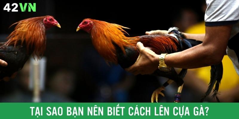 Lý do sư kê cần nắm thật kỹ cách lên cựa gà